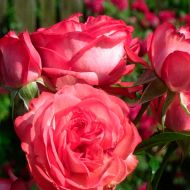 Роза плетистая Антик в контейнере